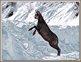 CHAMOIS